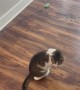 Cat Imitates Husband with a Hurt Back