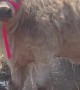 Loona the Highpark Calf Hogs the Sprinkler Water