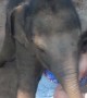 The Day I Was Run Over by a Baby Elephant