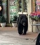 Bear Chased Out of Town by Pizza Restaurant Worker