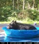 Bear Goes Full Zen After Winning Battle for Kiddie Pool