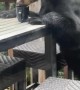 Bear Drinks Coffee on the Deck