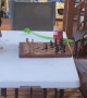 Chess Match With a Bear