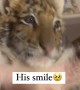 Baby tiger adorably smiles while playing peek-a-boo 