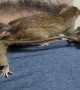 Rat Siblings Get Rowdy on Owner's Shoulder