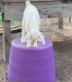 Joy the Baby Goat is an Excellent Jumper