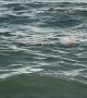Woman Attempts to Rescue an Inflated Puffer Fish