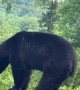 Male Black Bears Brawl on Highway