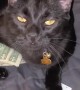Kitty Steals Cash