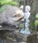 Raccoon Is Fascinated with Fountain