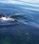 Family Experiences Close Encounter With Humpback Whale