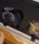 How Many Foxes Are at My Window?