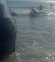 Car Gets Stuck on the Beach
