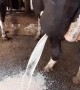Draining a Huge Abscess on a Dairy Cow