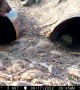 Bear Climbs Into Culvert Pipe