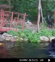 Black Bear Goes for a Swim in Koi Pond
