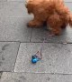 Puppy Helps Street Performer with Show