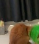 Cat Gets Her Head Stuck in a Toy