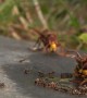 Raging Hornet Rolls Over Ants