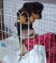 New Puppy Climbs Over Playpen