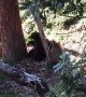 Mama Bear Wrestles With Cubs