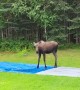 Moose Plays on Slip 'N Slide