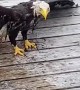 Rescuing a Bald Eagle