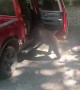 Bear Opening Truck Door
