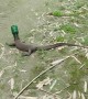 Man Cuts Plastic Bottle off Monitor Lizard Saving it