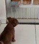 Little Pup Gets Scared by Big Dog
