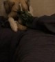 Dog Takes a Plant