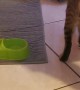 Cat Won't Let Owner Give Him Food