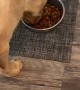 Pup Prays for Food