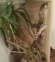 Lizard Poses in Enclosure Like in Famous Titanic Scene