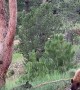 Acrobatic Bear Goes For Bird Feeder