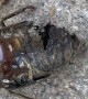 Zombie Cicada
