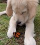 Puppy Playtime With Butterfly Buddy
