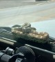 Snake Takes a Ride on the Windshield