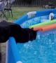 Startled Kitty Falls Into Pool