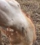 Fawn Tries to Nibble on Carrot