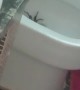 Giant Spider Gets Set on Fire in Toilet Bowl