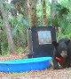 Bear Cub Loves Ball and Pool