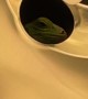 Iguana Found in Bathroom Light Fixture