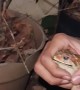 Trapped Toad Freed From Drain
