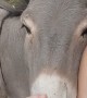 Adorable Donkey Loves Affection