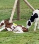 Cow's Escape Foiled by Fence