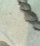 Horseshoe Crabs Mating in an Aquarium