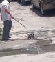Man Walks Pet Opossum