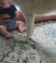 Blind Husky Loves Baby