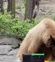Bear Helps Itself to Snacks at Picnic Table